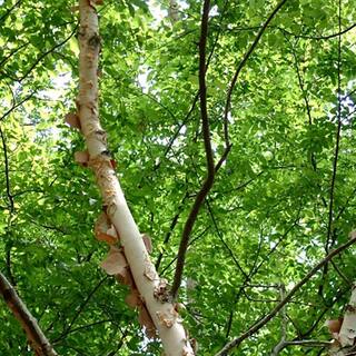 Perfect Plants 5 Gal. River Birch Tree (2-Pack) THD00420