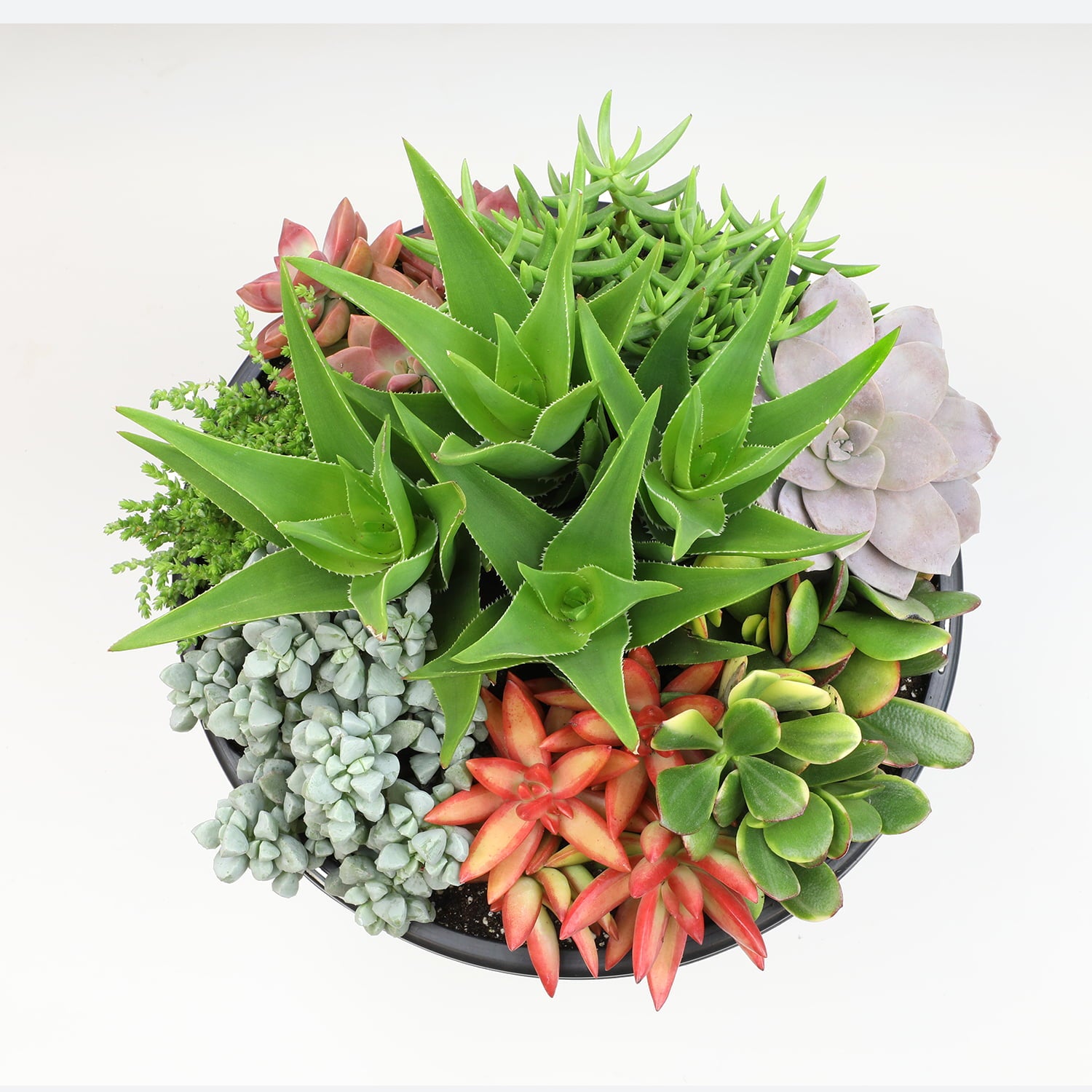 Element by Altman Plants 10IN Succulent Containers Made Easy