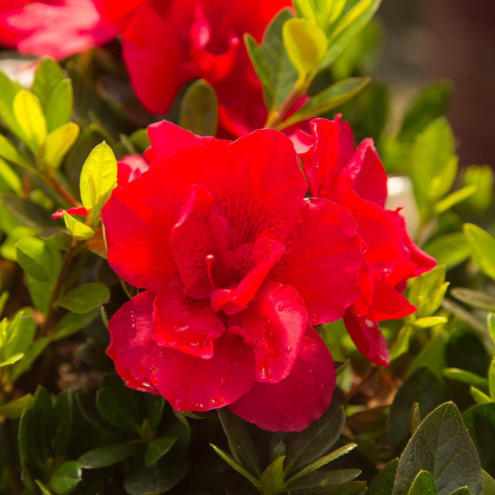 Autumn Bonfire® Encore® Azalea