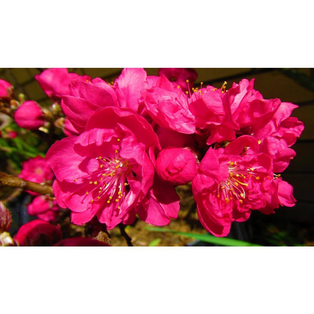 Online Orchards Double Red Flowering Peach Tree (Bare Root 3 ft. to 4 ft. Tall) FLPH001