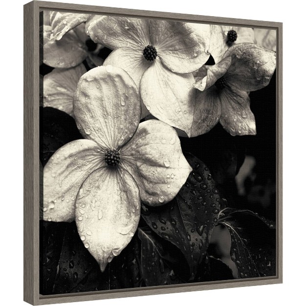 X 16 quot Dogwood Flower No 3 By Gary Horsfall Framed Canvas Wall Art Amanti Art