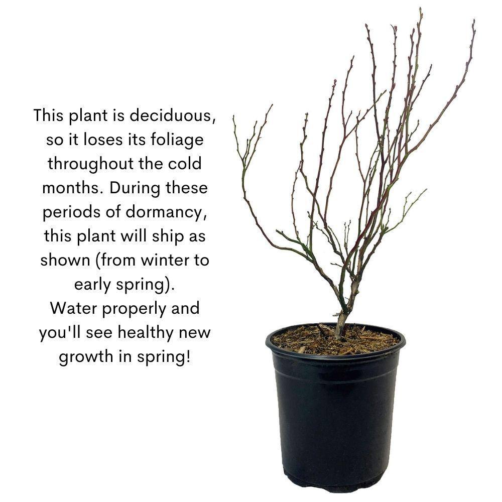 2.25 Gal. Biloxi Blueberry Plant with White Flowers and Green Foliage 19589