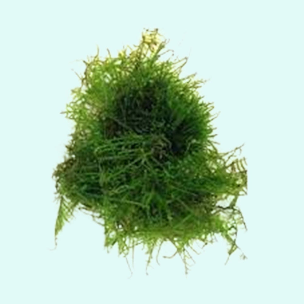 Christmas Moss Vesicularia Portion Live Aquarium Plants BUY2 GET1 FREE