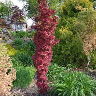 5 gal. Twombly's Red Sentinel Columnar Japanese Red Maple Deciduous Tree MAPJTW05G