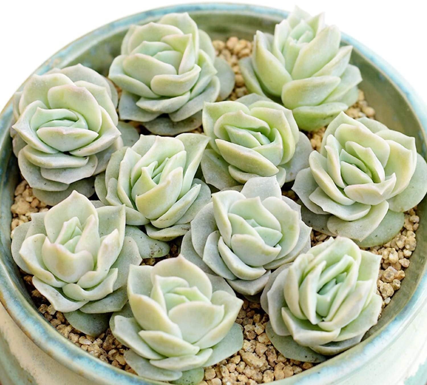 Live Succulent Plants， Echeveria Lovely Rose Fully Rooted in 2