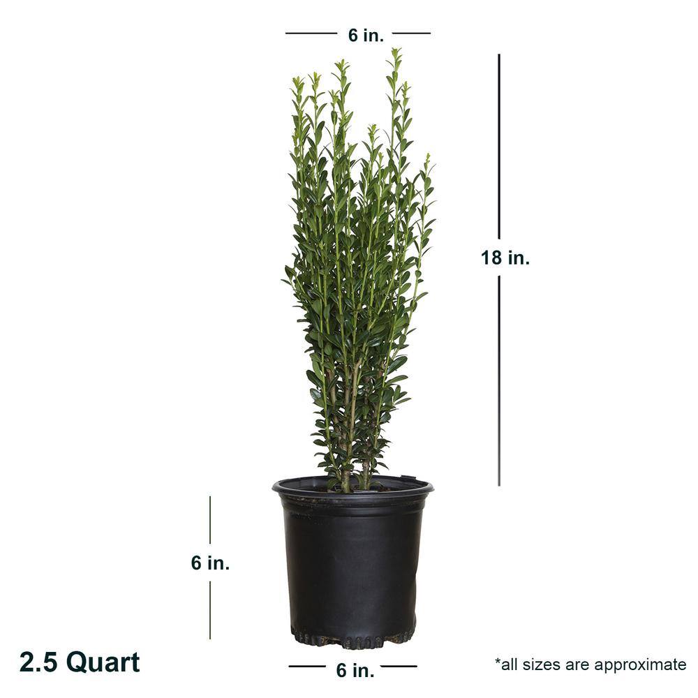 FLOWERWOOD 2.5 Qt. Sky Pencil Japanese Holly(Ilex) Live Shrub Upright Growth Habit 3120Q