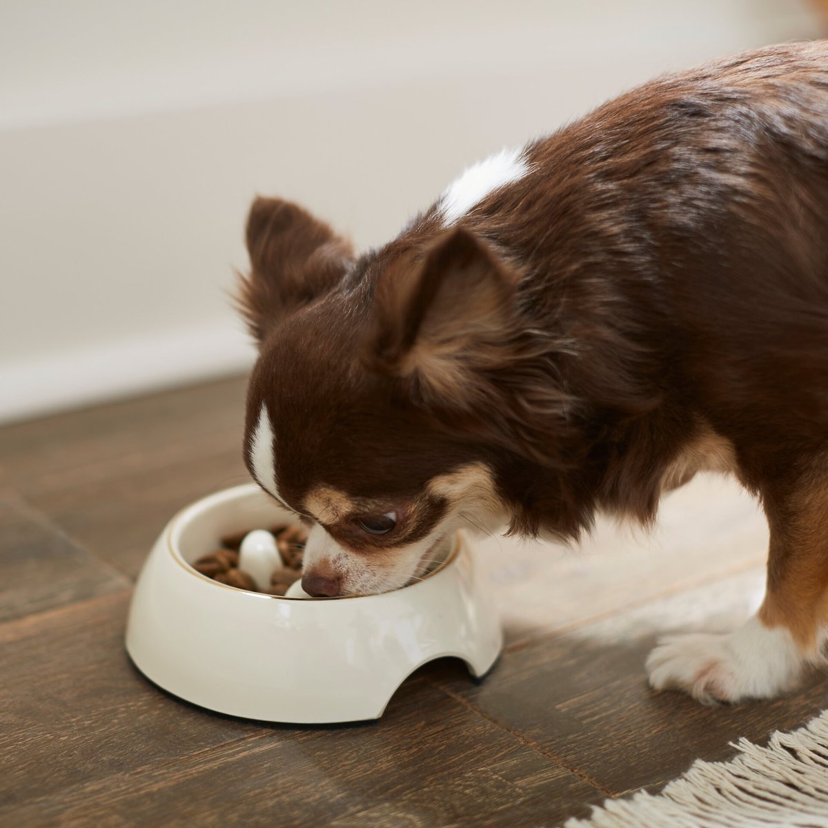 Frisco Melamine Slow Feed Dog and Cat Bowl with Gold Trim， Cream