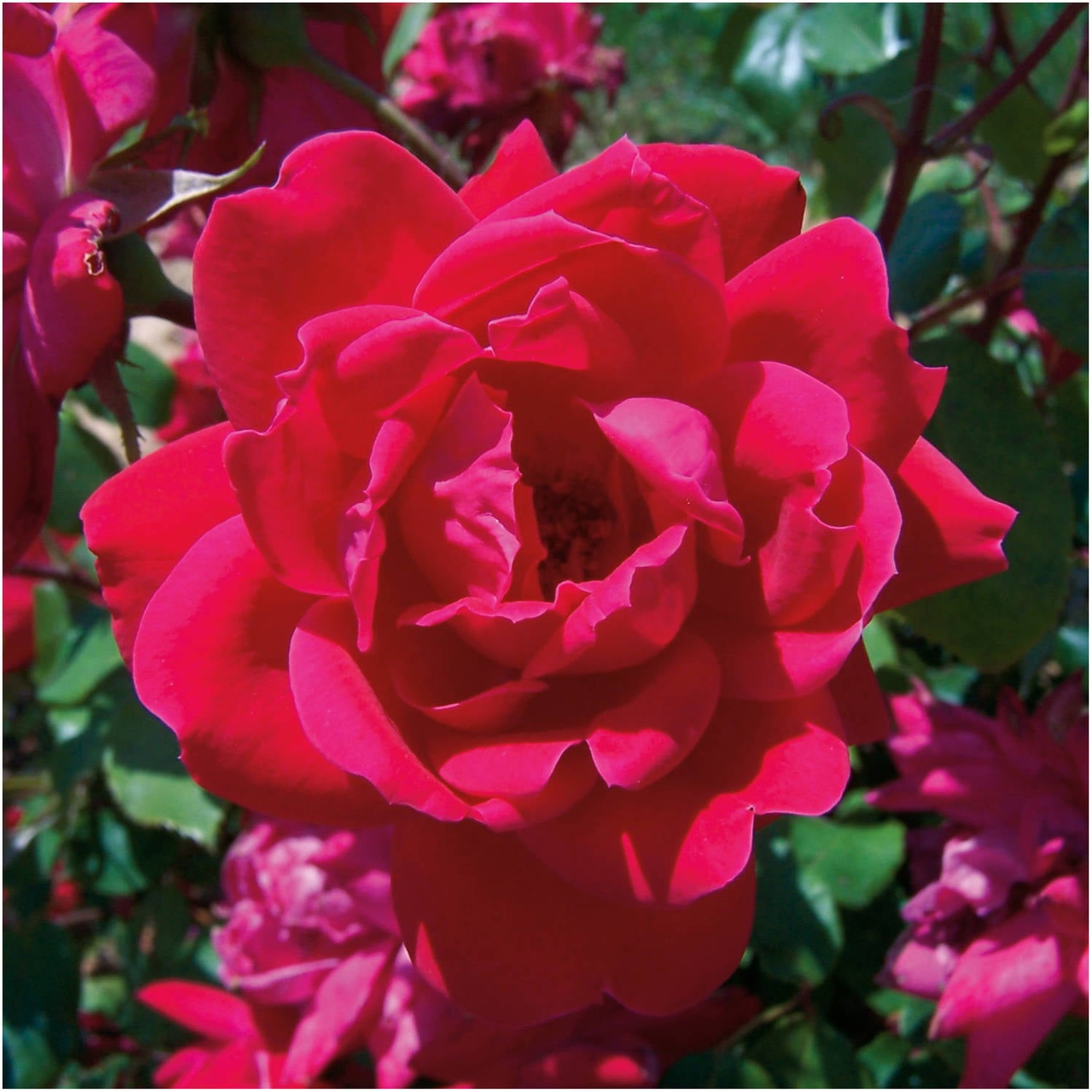 Rose red double knock out (1 gallon) flowering