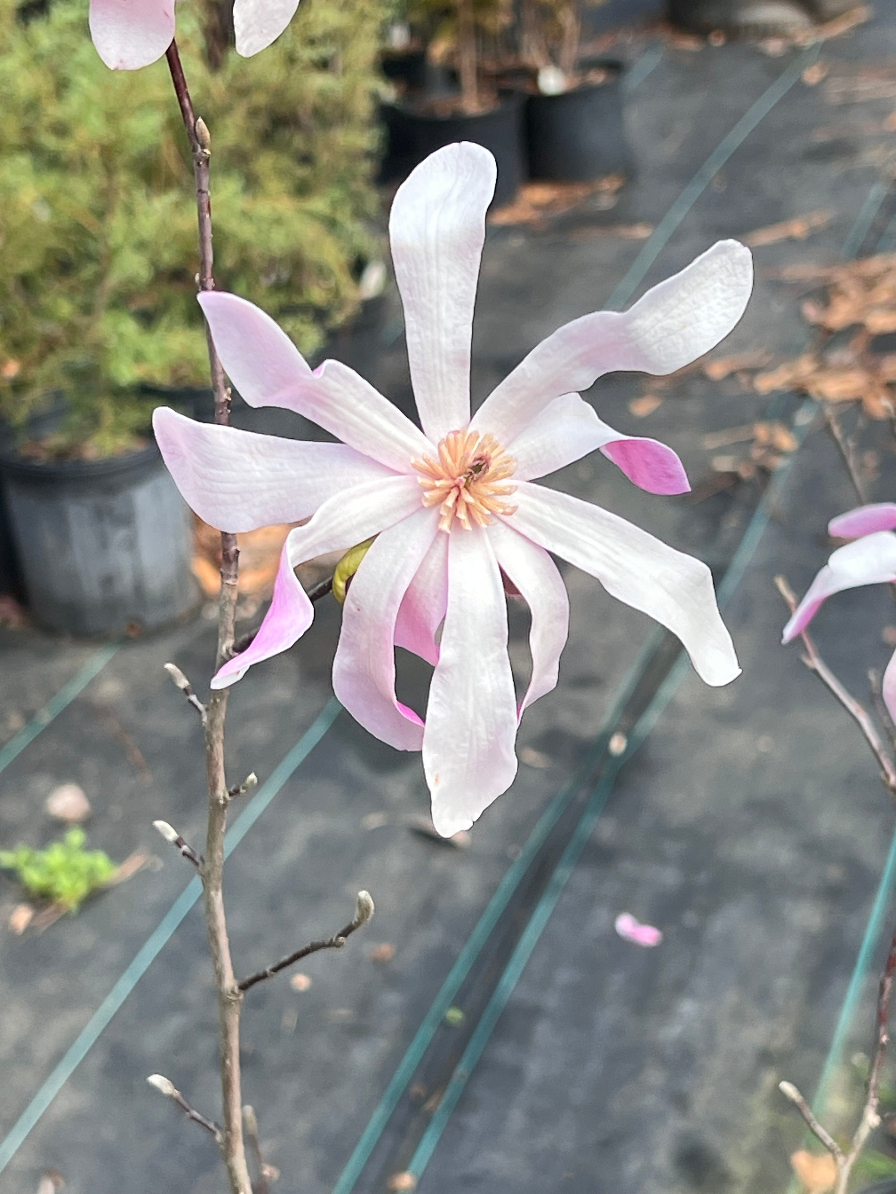 Leonard Messel Magnolia Tree