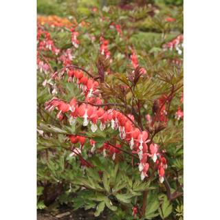 VAN ZYVERDEN Bleeding Hearts Valentine Roots (Set of 2) 83870