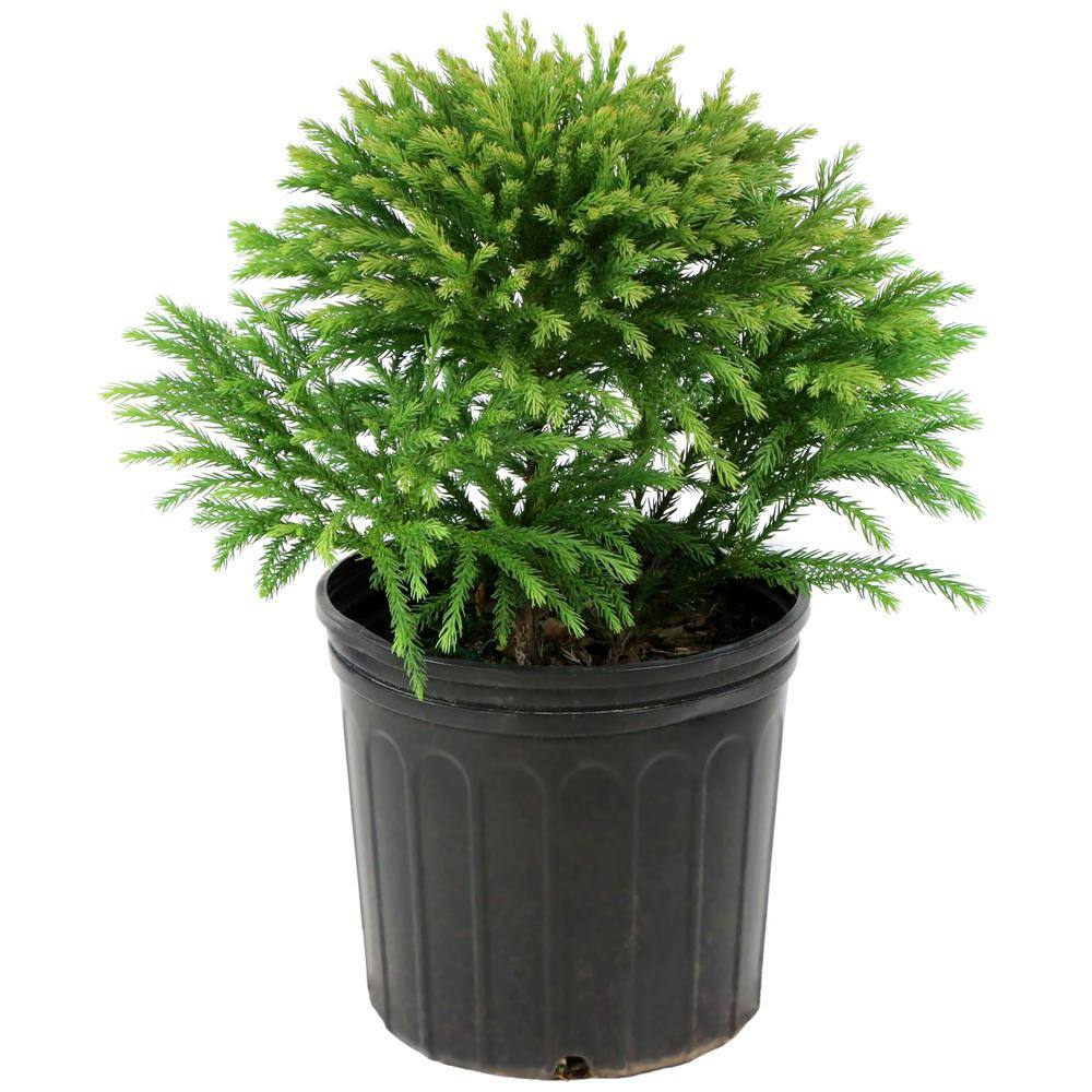 national PLANT NETWORK 2.25 Gal. Cryptomeria Globosa Nana Shrub HD7164