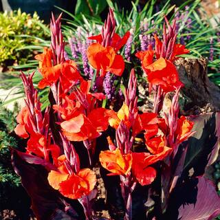 VAN ZYVERDEN Cannas Red King Humbert (Set of 5 Bulbs) 83456