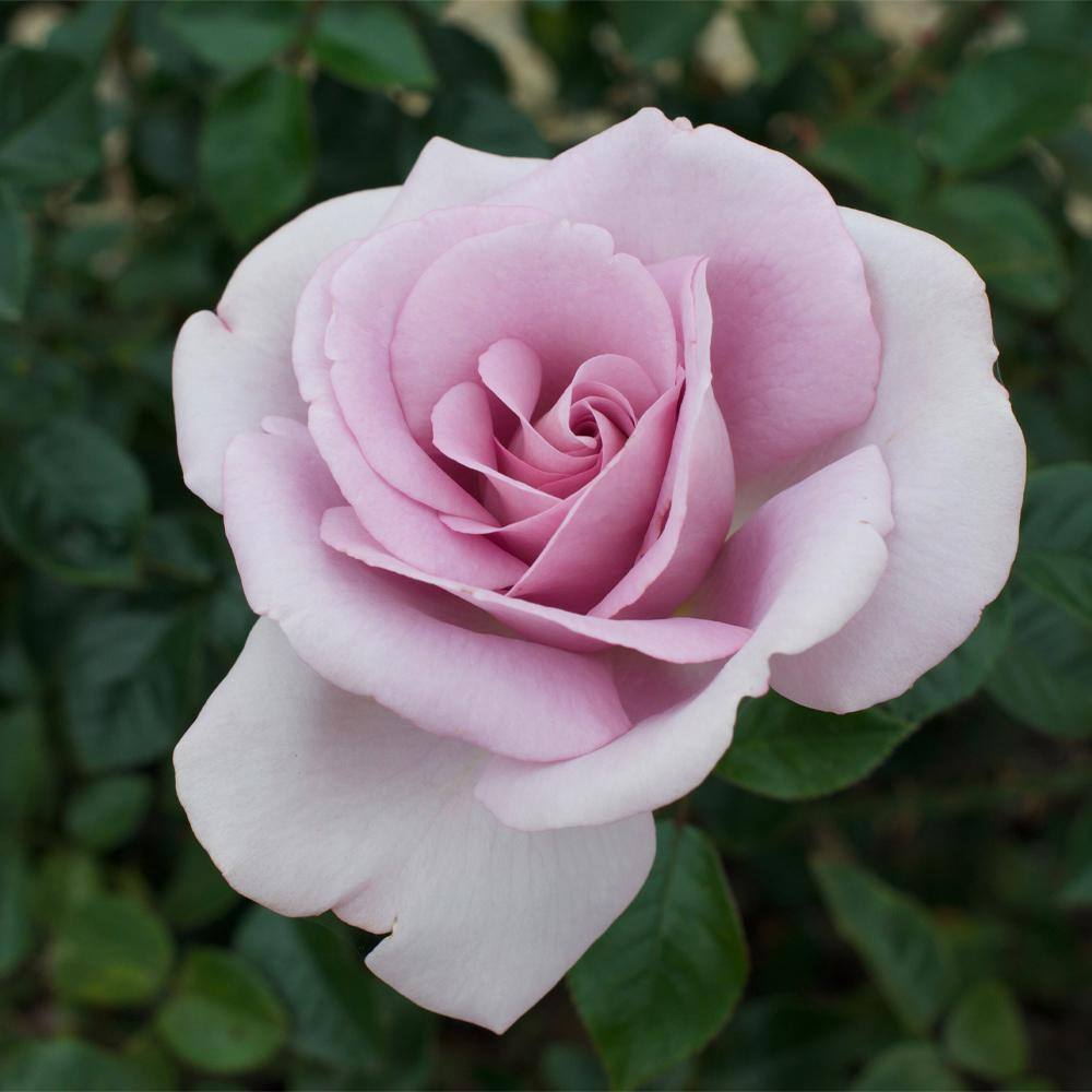 MY LANDSCAPE 2 Gal. Le Petit Prince Rose with Lavender Flowers 17536