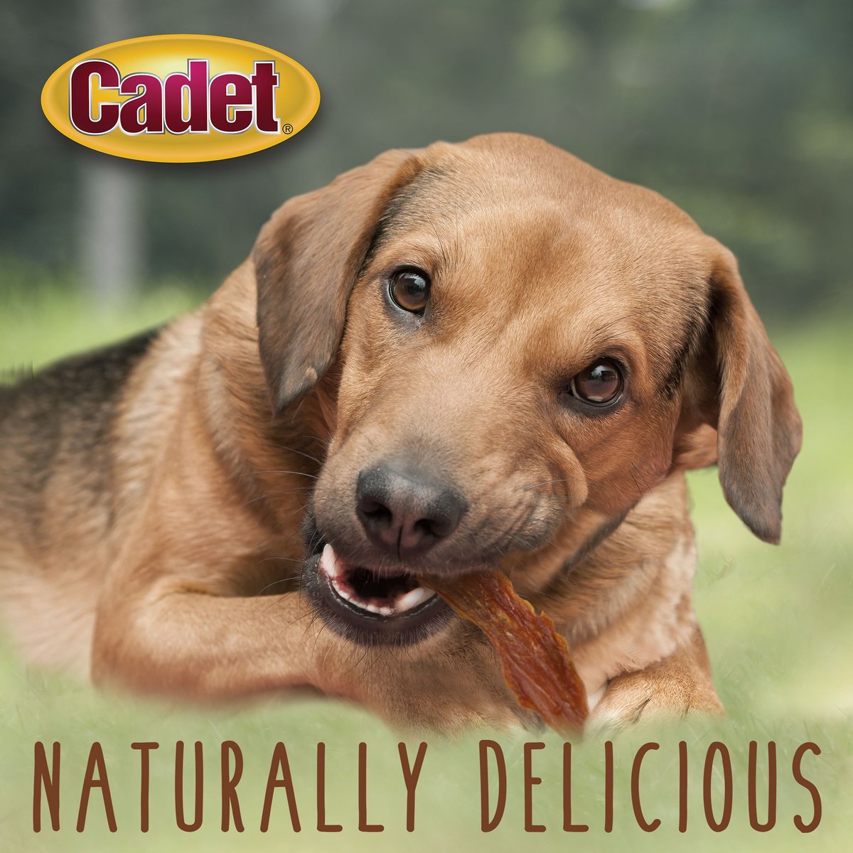 Cadet Gourmet Duck Breast Dog Treats