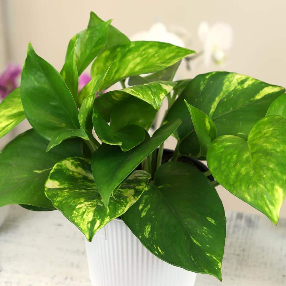 ALTMAN PLANTS Decorative Golden Pothos Houseplant Air Purifying Indoor Plant Gift in 4.25 in. White Pot 0873202