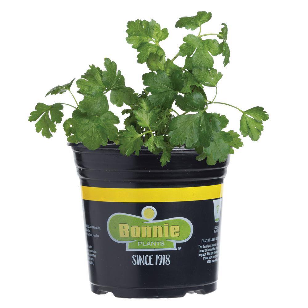 Bonnie Plants 2.32 qt. Italian Flat Leaf Parsley Herb Plant 5121