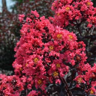 FIRST EDITIONS 7 gal. Midnight Magic Crapemyrtle Flowering Shrub with Dark Pink Flowers 15641