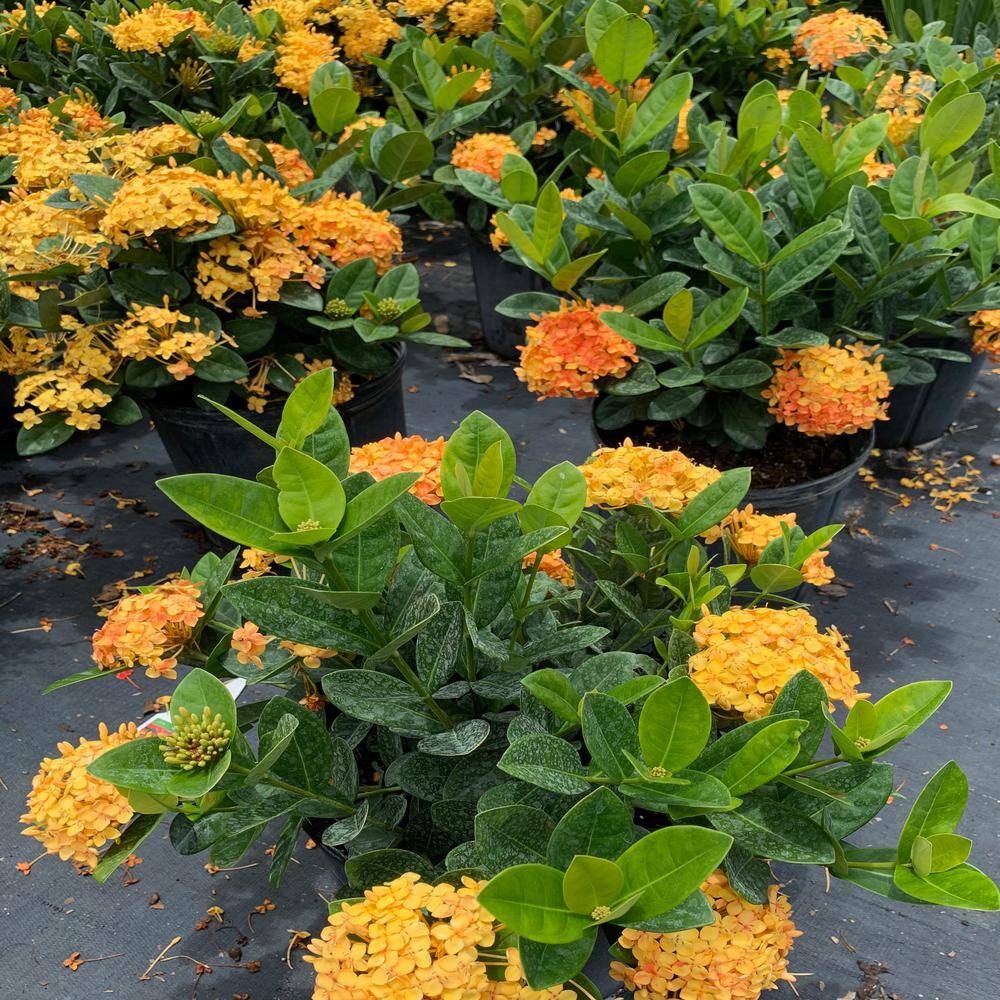OnlinePlantCenter 10 in. Maui Yellow Ixora Flowering Shrub With Yellow Flowers IX011G3