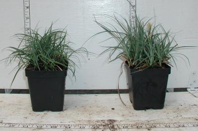 Classy Groundcovers - Carex flacca (Carex glauca)  {25 Pots - 3 1/2 inch Square}