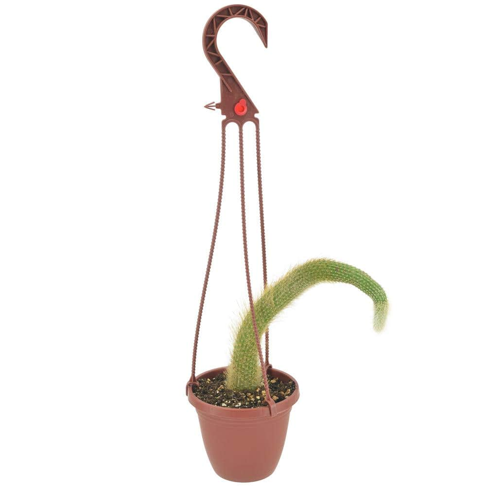 Arcadia Garden Products 4 in. Monkey Tail Cactus in Brown Plastic Hanging Basket LV93