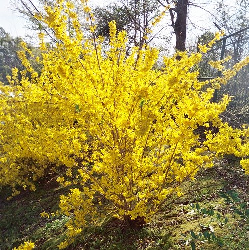 Forsythia Evergold (Variegated Forsythia)