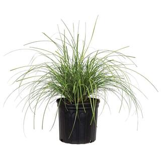 FLOWERWOOD 3 Gal. - Adagio(Miscanthus) Japanese Silver Grass Live Plant 21813