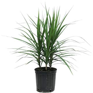 Costa Farms Marginata Bush Indoor Plant in 8.75 in. Grower Pot Avg. Shipping Height 2-3 ft. Tall 10MARG