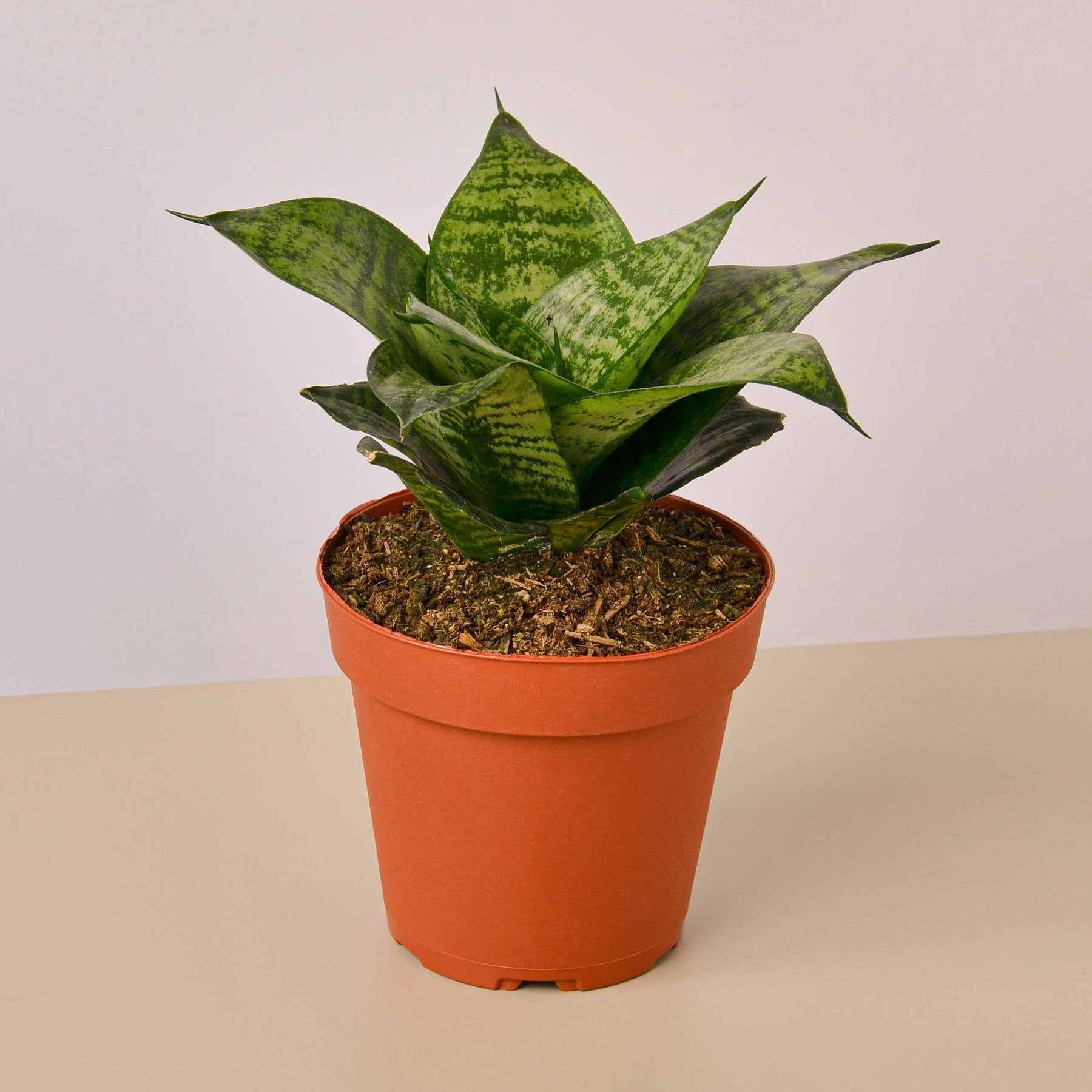 Snake Plant Black Robusta - 4