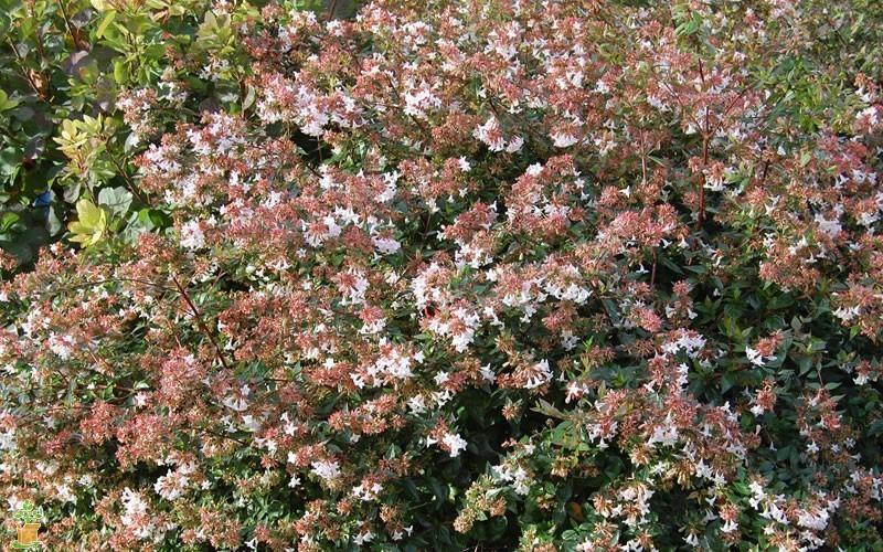 Abelia Rose Creek