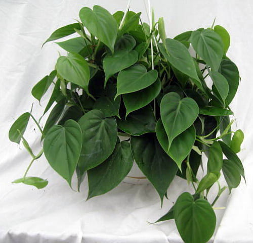 Heart Leaf Philodendron cordatum - 2 Plants - World's Easiest Houseplant-3