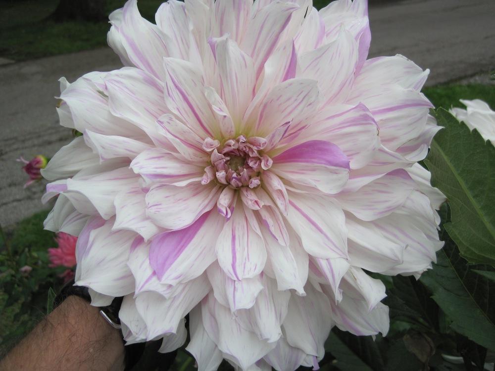 Blue Buddha Farm: Moms Special Dinnerplate Dahlia Bulb - Easy to Grow Indoor or Outdoor Perennial Plant