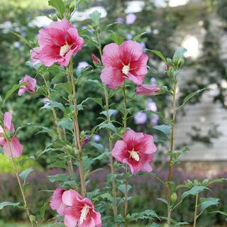 PROVEN WINNERS 2 Gal. Red Pillar Rose of Sharon (Hibiscus) Shrub with Dark Pink Flowers with Red Centers 17624