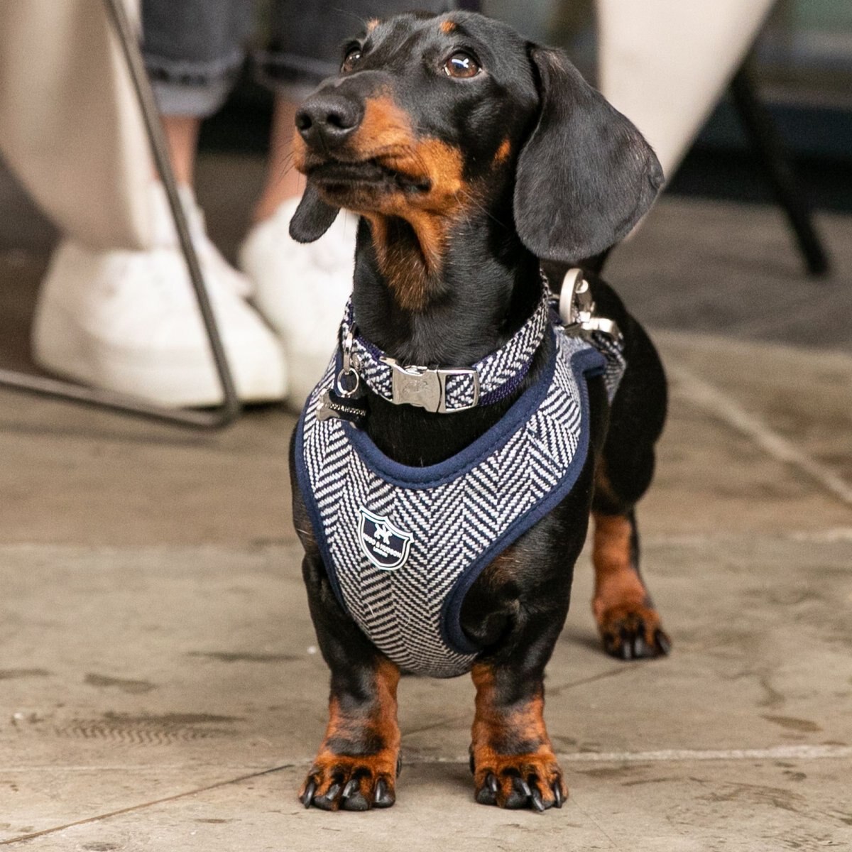 HUGO and HUDSON Herringbone Tweed Metal Buckle Dog Collar