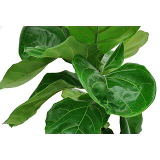 Costa Farms Fiddle Leaf Fig Indoor Plant in 10 in. Black Grower Pot Avg. Shipping Height 1-2 ft. Tall 10PAN