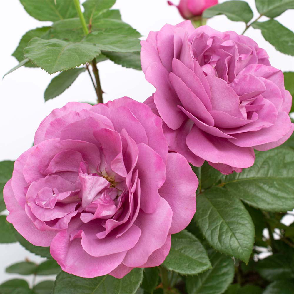 2g Bloomables Rose Sunbelt Plum Perfect Live Shrub