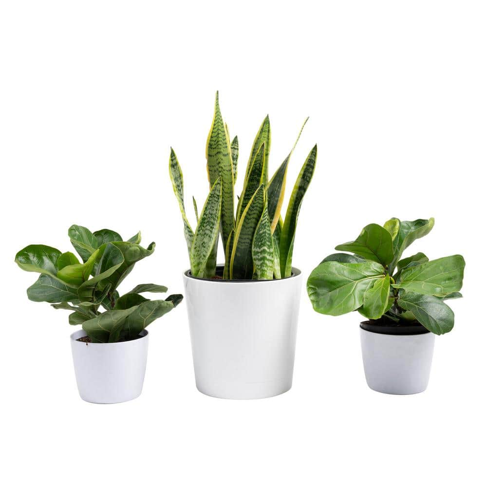 Vigoro 10 in. Sansevieria and (2) 6 in. Lyrata Bush Plant in White Decor Planter (3 Pack) ML-SLY-S-VPW-03