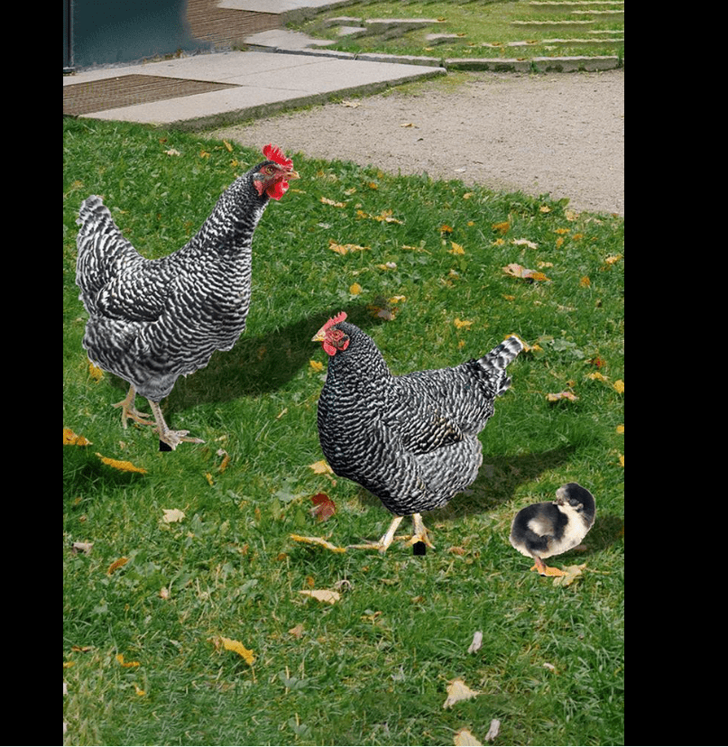 Chicken Family Decor Realistic Garden Statues Yard Art Rustic Outdoor Decor