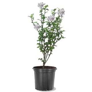 3 Gal. Red Heart White Flowering Rose of Sharon (AltheaHibiscus) Deciduous Tree ALTHEA03G