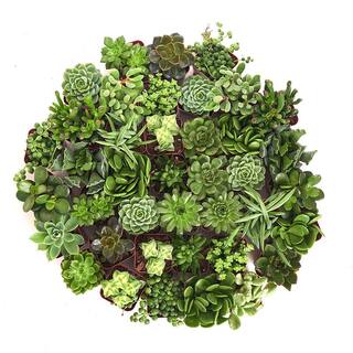 Shop Succulents 2 in. Green Succulent (Collection of 128) G128