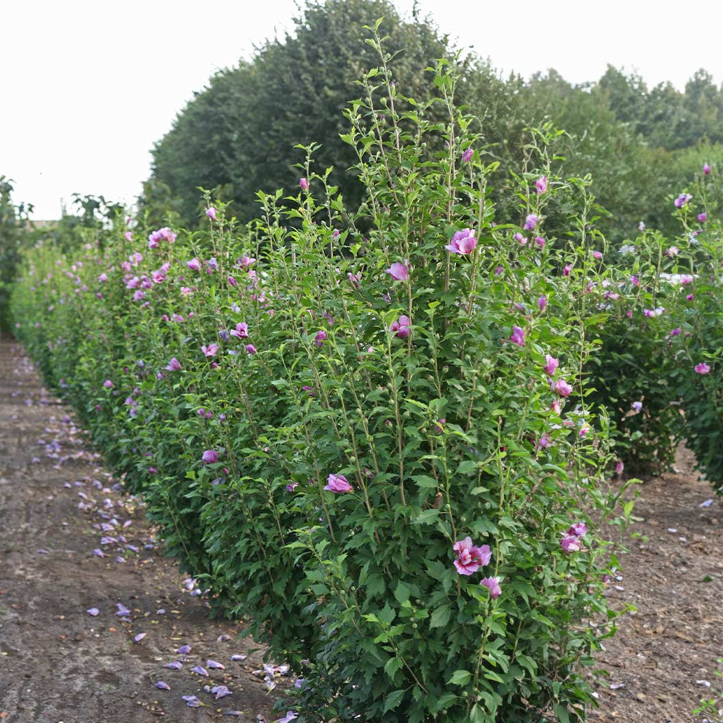 Purple Pillar® Rose of Sharon Althea