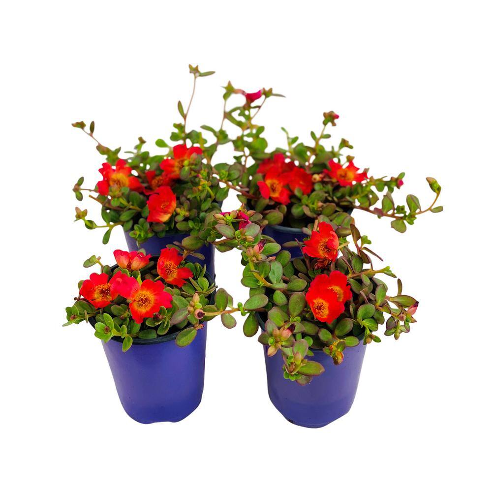 Pure Beauty Farms 1.38 Pt. Purslane Plant Red Flowers in 4.5 In. Grower's Pot (4-Plants) DC45PURSLRED4