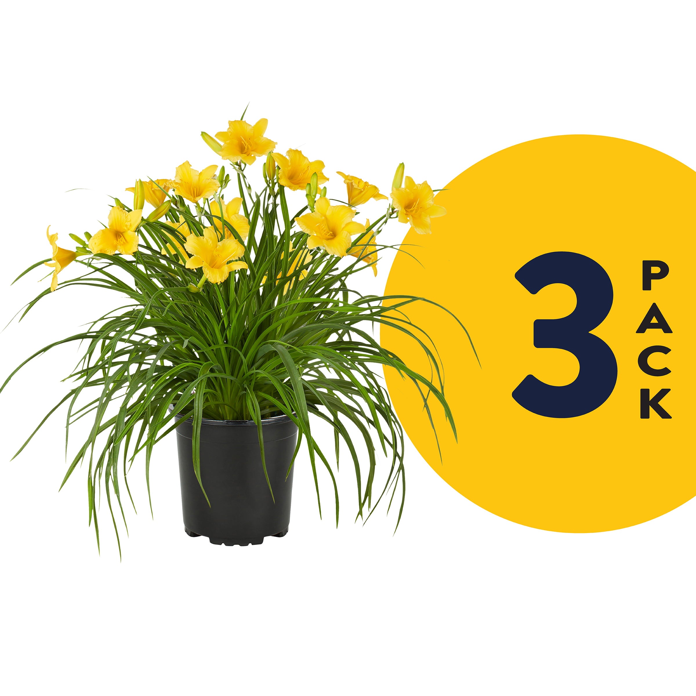 Expert Gardener 2.5QT Yellow Daylily Live Plant (3 Pack) with Grower Pots