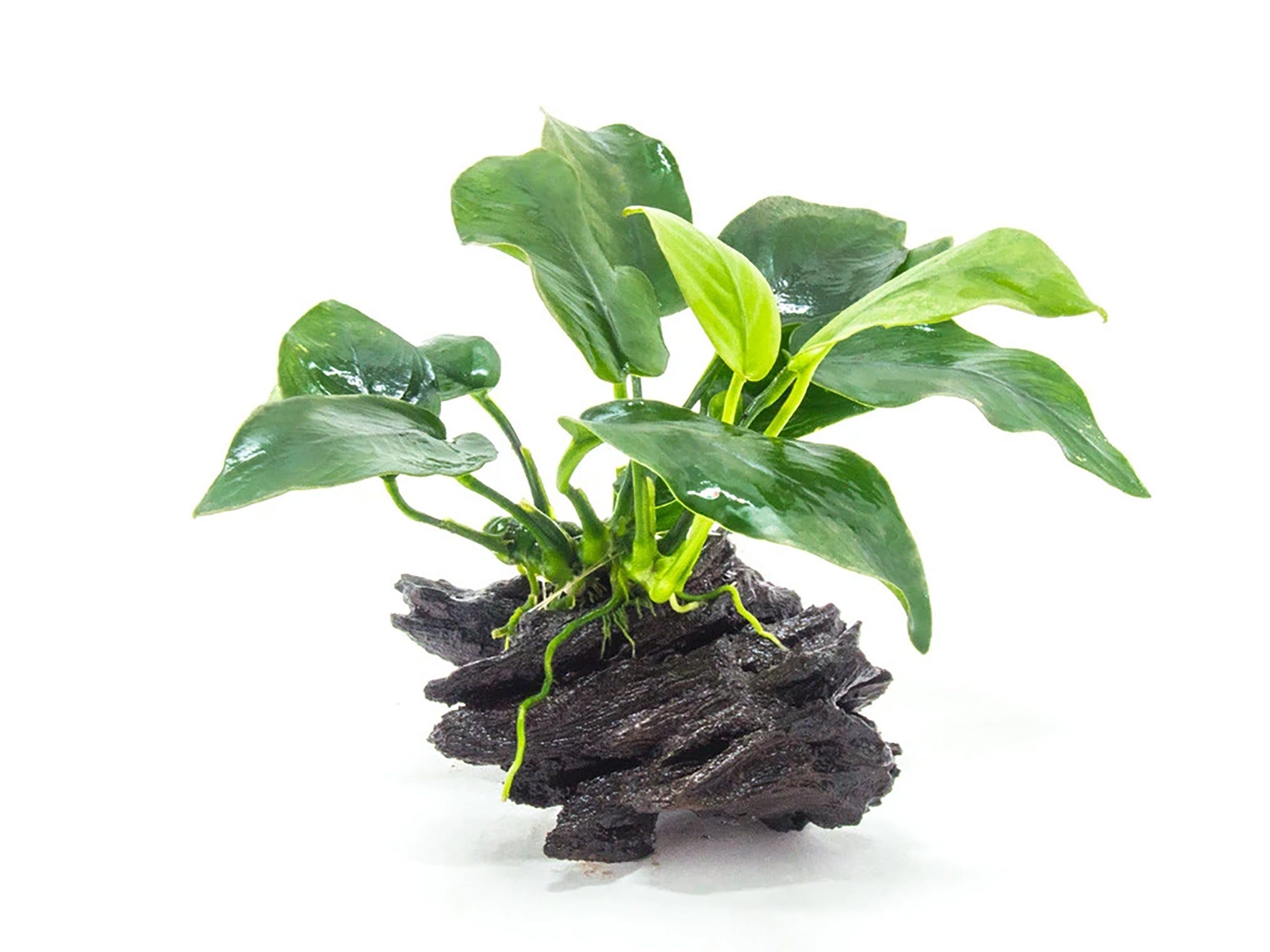 Anubias Barteri (Nana) Bare Root Small Live Aquarium Plants BUY2 GET1 FREE