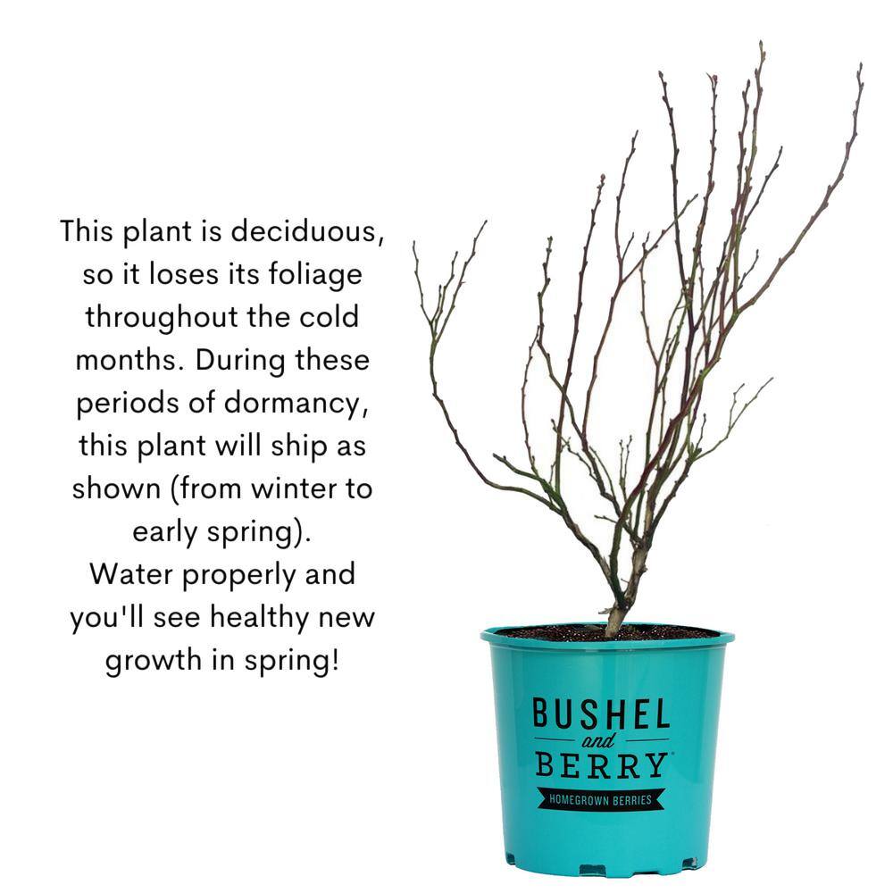 BUSHEL AND BERRY 2 Gal. Bushel and Berry Pink Icing Blueberry Live Plant 19575