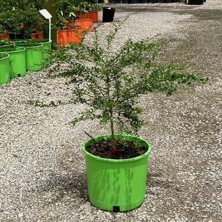 Alder  Oak #3 container Red Finger Lime Evergreen Tree ARPF03