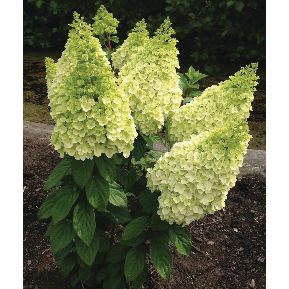BLOOMIN' EASY 2 Gal. Moonrock Hardy Hydrangea (Paniculata) Live Shrub Cream and Lime Green Flowers DGHG5081