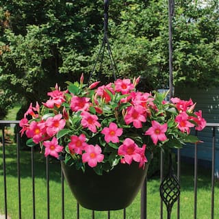 Rio 1.2 Gal (#10) Hanging Basket Dipladenia Flowering Annual Shrub with Red Pink White and Raspberry Splash Blooms 1001319332