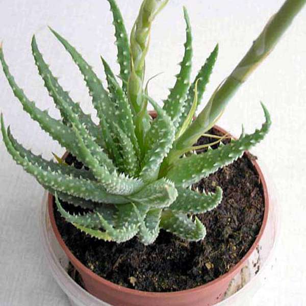 Aloe humilis - Succulent Plant