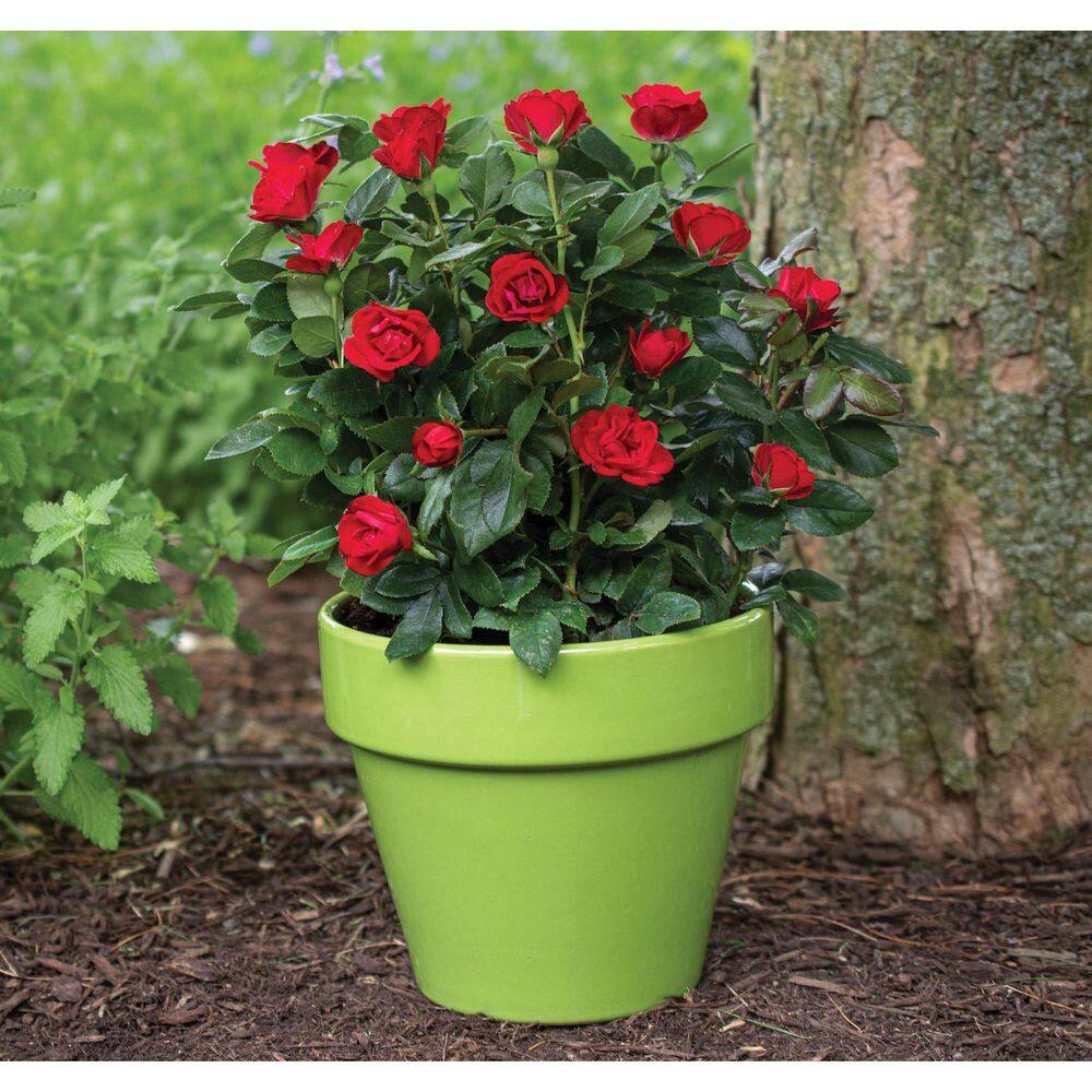 KNOCK OUT 2 Gal. Petite Knock Out Rose Bush with Red Flowers KOROS2PRD1PK