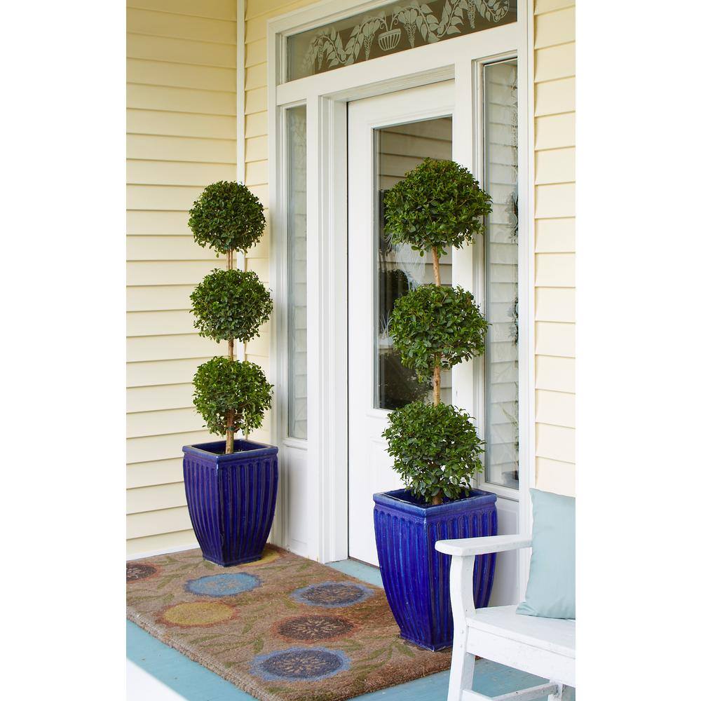 Costa Farms Eugenia 2 Ball Topiary IndoorOutdoor Plant in 10 in. Grower Pot Avg. Shipping Height 3-4 ft. Tall CO.EUC12.3.GP